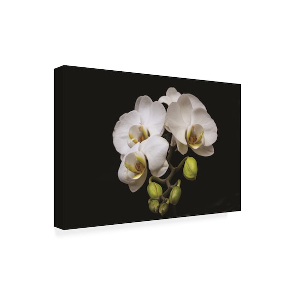 Kurt Shaffer Photographs 'Beauty Of Orchids' Canvas Art,16x24